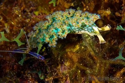 [grenada_nudibranch[3].jpg]