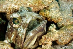 grenada_jawfish