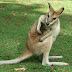 2010 Australia