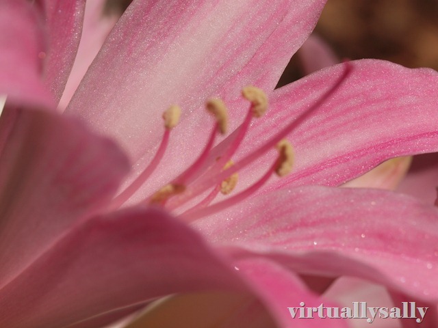 [pretty in pink[7].jpg]