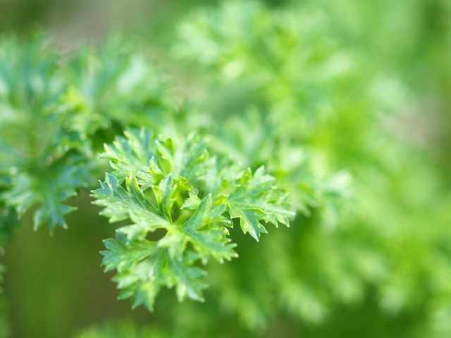[parsley[3].jpg]