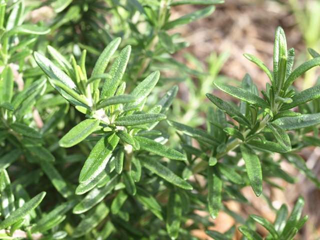 [rosemary[3].jpg]