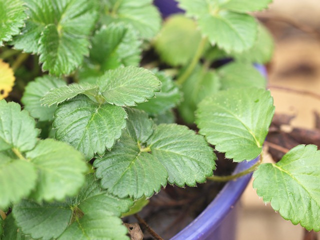 [strawberries[3].jpg]