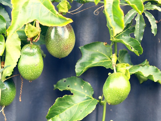 [passionfruit[3].jpg]