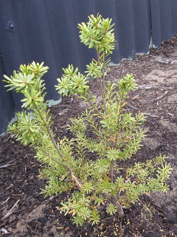 [winterfloweringbottlebrush11.jpg]