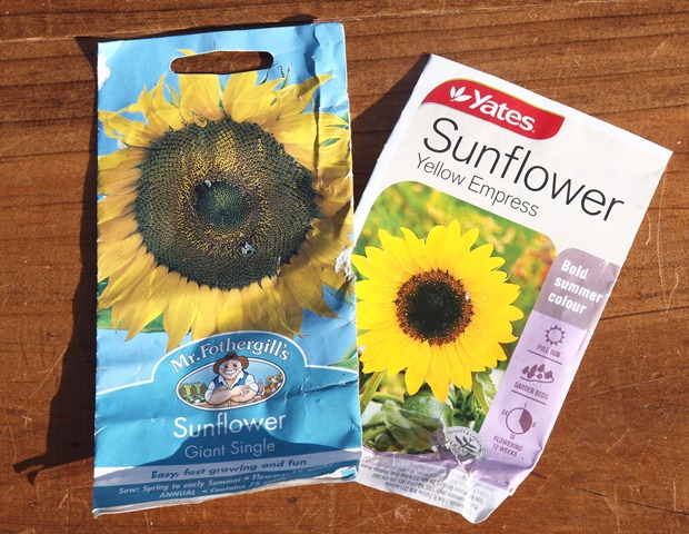 [sunflower seeds[4].jpg]