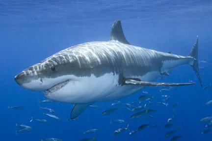 [Great-White-Shark-002[3].jpg]
