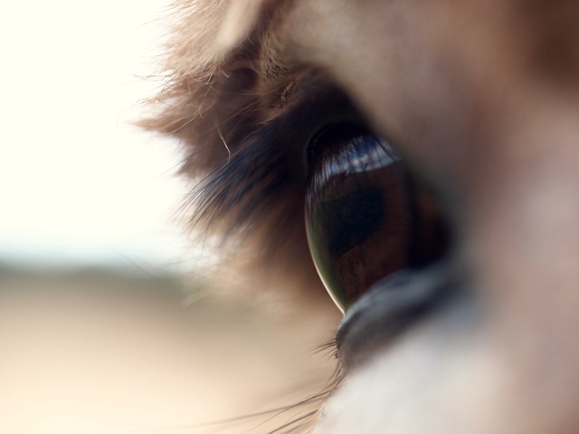 [donkey eye[3].jpg]