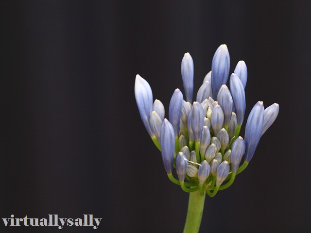 [agapanthus[8].jpg]