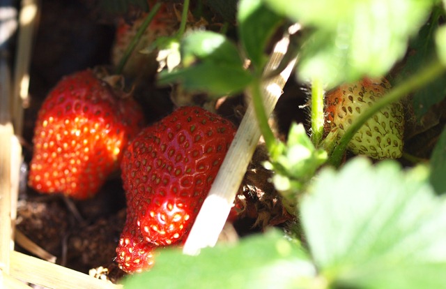 [strawberries[3].jpg]