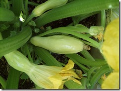 SummerSquash