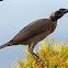 Helmeted Friarbird