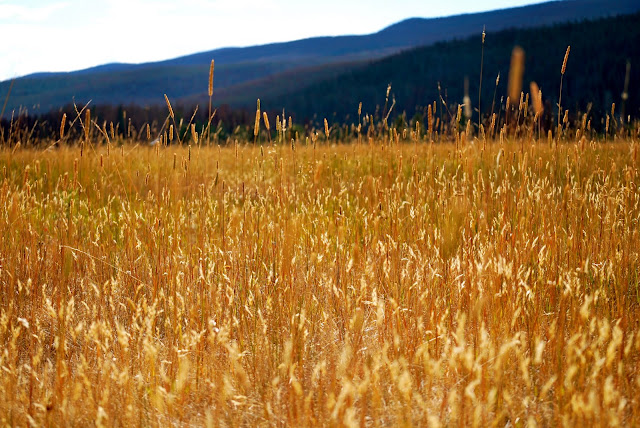 Coyote Valley, Rocky Mountain National Park