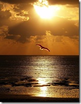 cielo gaviota
