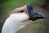 DSC_2392.JPG