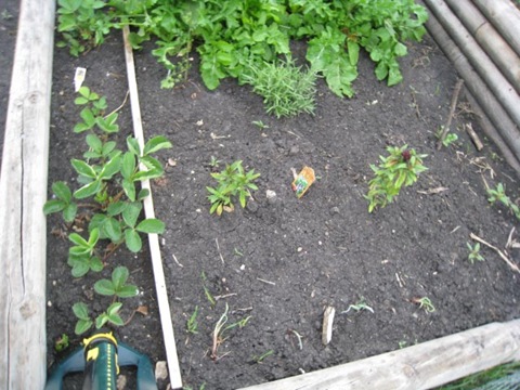 [june 24 garden WEB-14[6].jpg]