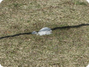 IMG_4350 IMG_4350