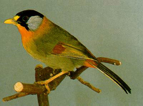 Burung Panca Warna