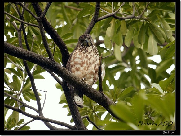 鳳頭蒼鷹(2009-1-22植物園)5693