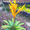 Vriesea Bromeliad