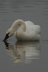 Tundra Swan