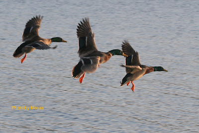 Mallards In Flight