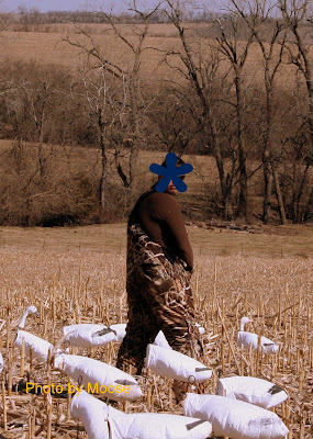 Woods To Far... Ummm John Doe in Snow Goose Decoy Spread