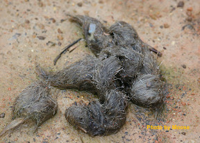 Coyote Scat is often the first sign that coyotes have moved into an area