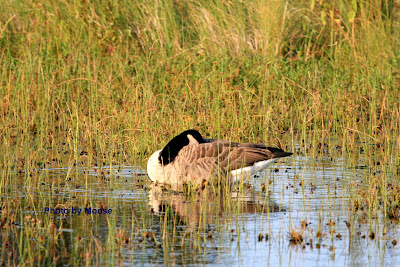 A Master Goose Caller