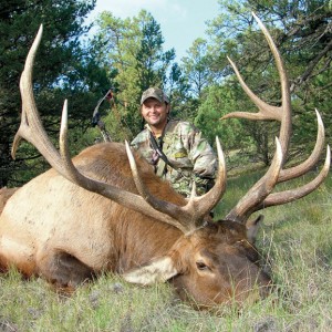 The “Professor”, Waddell’s largest bull came from the Gila National Forest in New Mexico. Public land bulls like this can be call shy and may require some double teaming with a separate caller to fool. Master the cow call and you will call in elk bow-close. Use the bugle to locate as well as seal the deal on an aggressive bull. 