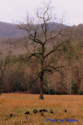 This time of the year when turkeys are ripe find ya a turkey tree and gather them up like you do fruits or nuts.  