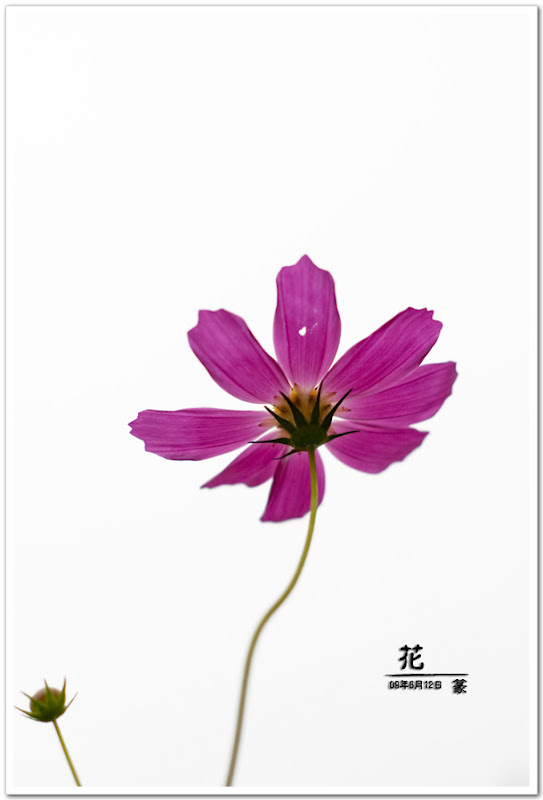 花卉