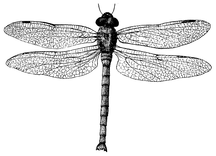[dragonfly_1_lg[5].gif]