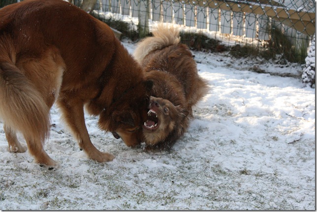 lek med balto i snøen 036