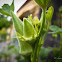 Okra