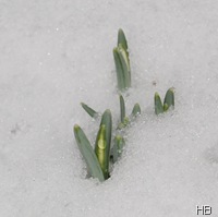 Schneeglöckchen im Schnee H. Brune