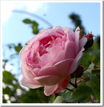 Rose Constanze Spry H. Brune Rose Constanze Spry H. Brune