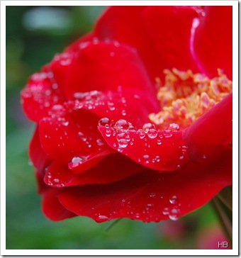 Rose im Regen © H. Brune