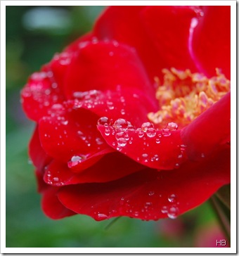 Rose im Regen © H. Brune Rose im Regen © H. Brune