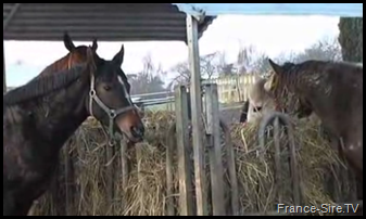 voir la vidéo du haras des Faunes