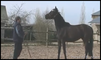voir la vidéo du Haras de Monnaie