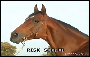 Voir l'étalon Risk Seeker