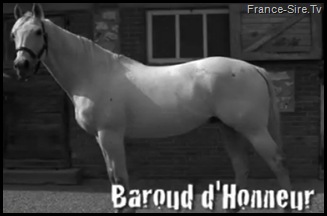 Voir l'étalon Baroud d'Honneur en vidéo