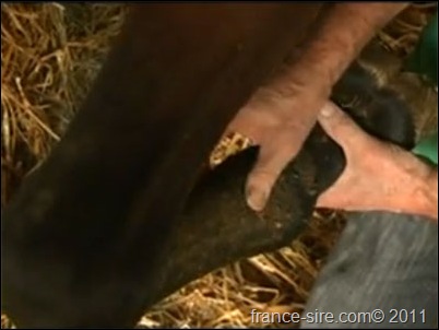 Dr Yves Dutertre - Vétérinaire équin le Dr vétérinaire Yves Dutertre explique les effets du vésicatoire sur le tendon d'un cheval de course