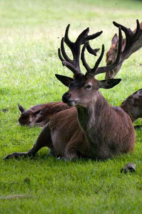 [stag[11].jpg]