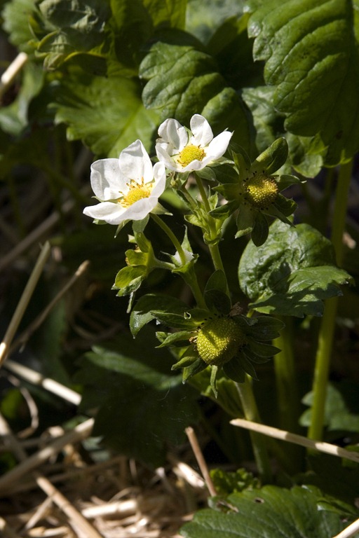 [Ivy-Cottage0127.jpg]