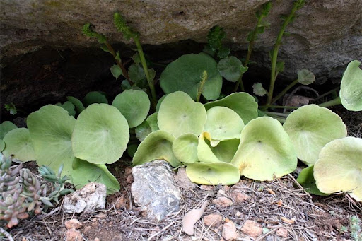 umbilicus