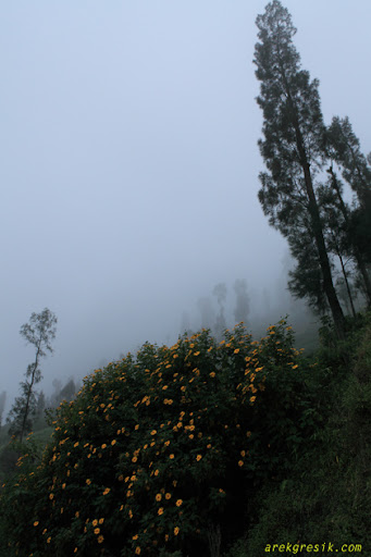 Bunga berselimut kabut