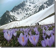 Diber Diber (2)