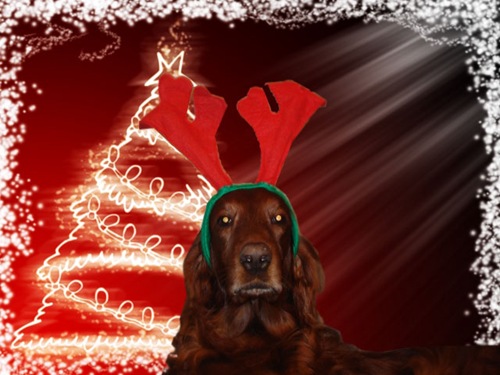 [Rudolf[4].jpg]